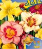 Hemerocallis x hybrida "Mischung" (Taglilie)