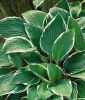 Hosta fortunei "Francee" (Funkie)