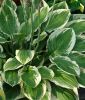 Hosta "Patriot" (Funkie)