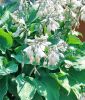 Hosta plantaginea "Royal Standard" (Lilienfunkie)