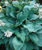 Hosta sieboldiana "Elegans" (Funkie)