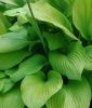 Hosta "Sum and Substance" (Funkie)