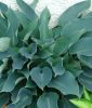 Hosta tardiana "Halcyon" (Funkie)