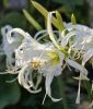 Hymenocallis festalis "Advance" (Spinnenlilie)