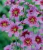 Leucocoryne ixioides "Andes�" (Sonnenglanz)