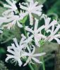 Nerine bowdenii "Stefani" (Guernsey-Lilie)