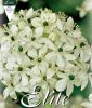 Ornithogalum saundersiae (Vogelmilch)