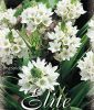 Ornithogalum thyrsoides (Kapl�ndische Vogelmilch)
