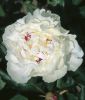 Paeonia lactiflora "Festiva Maxima" (Chinesische Pfingstrose)