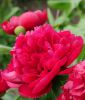 Paeonia lactiflora "Karl Rosenfield" (Chinesische Pfingstrose)