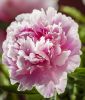 Paeonia lactiflora "Sarah Bernhardt" (Chinesische Pfingstrose)
