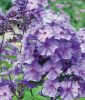 Phlox paniculata "Blau" (Staudenphlox)