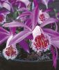 Pleione bulbocodioides (Tibetorchidee)