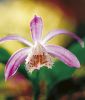 Pleione formosanum (Tibetorchidee)