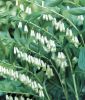 Polygonatum multiflorum (Salomonsiegel)