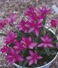 Rhodohypoxis baurii