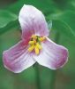 Trillium catesbai (Waldlilie, Dreiblatt)