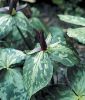 Trillium cuneatum (Waldlilie, Dreibaltt)
