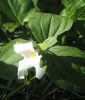 Trillium grandiflorum (Waldlilie, Dreiblatt)