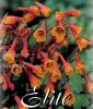 Tropaeolum tuberosum (Knollenkresse)