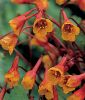 Tropaeolum tuberosum "Ken Aslet" (Knollenkresse)