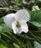 Viola sororia "Albiflora" (Veilchen)