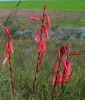Watsonia aletroides