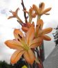 Watsonia meriana