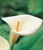 Zantedeschia aethiopica (Zimmer-Calla)