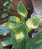 Zantedeschia aethiopica "Green Goddess" (Zimmer-Calla)