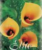 Zantedeschia "Mozart" (Neuseeland-Calla)
