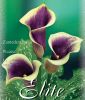 Zantedeschia "Picasso" (Neuseeland-Calla)
