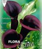 Zantedeschia "Schwarzwalder�" (Neuseeland-Calla)