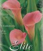 Zantedeschia Rosa (Calla)