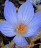 Crocus speciosus 