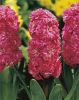 Hyacinthus orientalis "Hollyhock"