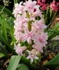Hyacinthus orientalis "Rosette"