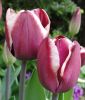 Triumph-Tulpe Fontainebleau