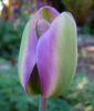 Tulipa viridiflora Nightrider