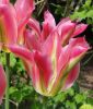 Tulipa viridiflora Pimpernel
