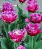 Gef�llte Crispa-Tulpe Mascotte