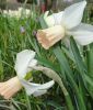 Narcissus cyclamineus "Reggae"