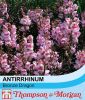 Antirrhinum majus 