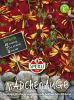 Coreopsis tinctoria "Roulette" - F�rber-M�dchenauge
