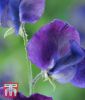 Lathyrus odoratus "Ballerina Blue" - Gartenwicke