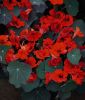 Tropaeolum majus "Cobra" - Kapuzinerkresse