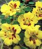Tropaeolum majus "Erdbeeren mit Schlagsahne" - Kapuzinerkresse