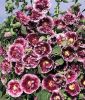 Alcea rosea  