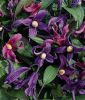 Clematis integrifolia - Waldrebe