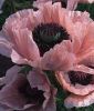 Papaver orientale "Coral Reef" - Stauden-Mohn, T�rkischer Mohn